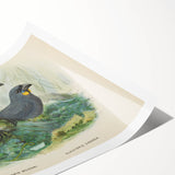 Vintage Animal Art: Bird Illustration Art Print