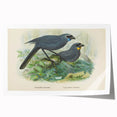 Vintage Animal Art: Bird Illustration Art Print