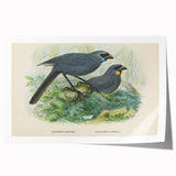 Vintage Animal Art: Bird Illustration Art Print