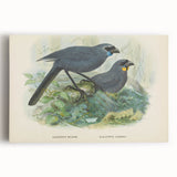 Vintage Animal Art: Bird Illustration Art Print
