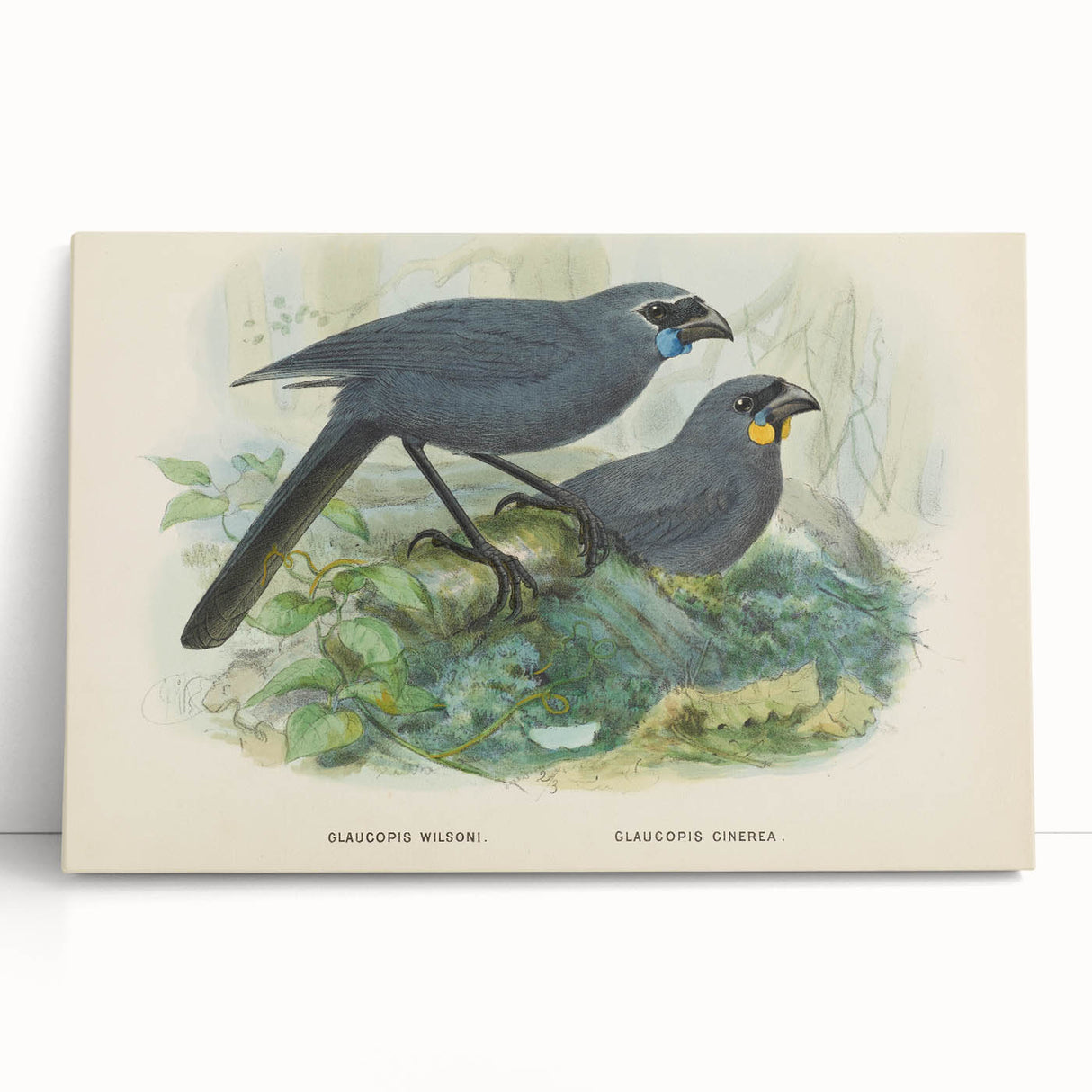 Vintage Animal Art: Bird Illustration Art Print