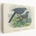Vintage Animal Art: Bird Illustration Art Print