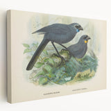 Vintage Animal Art: Bird Illustration Art Print