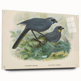 Vintage Animal Art: Bird Illustration Art Print