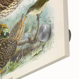 Vintage Animal Art – Eudynamis Taitensis Bird Illustration Print