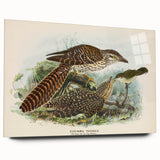 Vintage Animal Art – Eudynamis Taitensis Bird Illustration Print