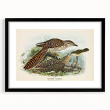Vintage Animal Art – Eudynamis Taitensis Bird Illustration Print