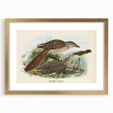 Vintage Animal Art – Eudynamis Taitensis Bird Illustration Print