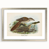 Vintage Animal Art – Eudynamis Taitensis Bird Illustration Print