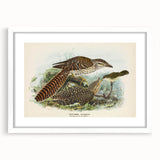 Vintage Animal Art – Eudynamis Taitensis Bird Illustration Print