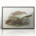 Vintage Animal Art – Eudynamis Taitensis Bird Illustration Print