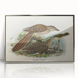 Vintage Animal Art – Eudynamis Taitensis Bird Illustration Print