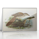 Vintage Animal Art – Eudynamis Taitensis Bird Illustration Print