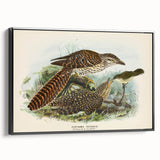 Vintage Animal Art – Eudynamis Taitensis Bird Illustration Print