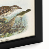 Vintage Animal Art – Eudynamis Taitensis Bird Illustration Print