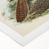 Vintage Animal Art – Eudynamis Taitensis Bird Illustration Print
