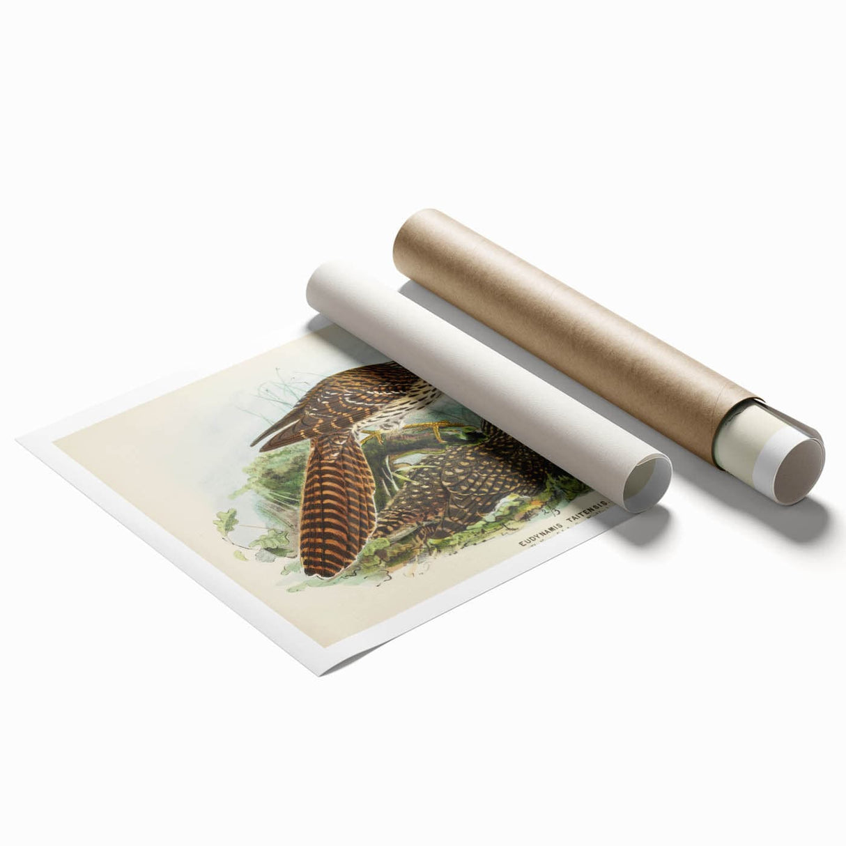 Vintage Animal Art – Eudynamis Taitensis Bird Illustration Print