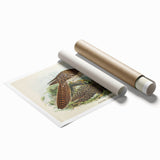 Vintage Animal Art – Eudynamis Taitensis Bird Illustration Print