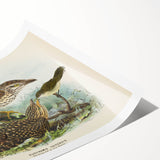 Vintage Animal Art – Eudynamis Taitensis Bird Illustration Print