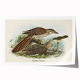Vintage Animal Art – Eudynamis Taitensis Bird Illustration Print