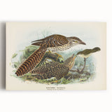 Vintage Animal Art – Eudynamis Taitensis Bird Illustration Print