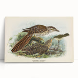 Vintage Animal Art – Eudynamis Taitensis Bird Illustration Print