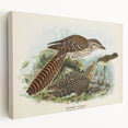 Vintage Animal Art – Eudynamis Taitensis Bird Illustration Print