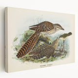 Vintage Animal Art – Eudynamis Taitensis Bird Illustration Print