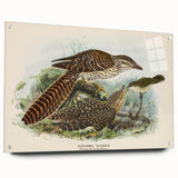 Vintage Animal Art – Eudynamis Taitensis Bird Illustration Print