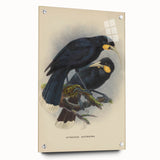 Vintage Animal Art: Bird Illustration Art Print