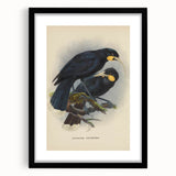 Vintage Animal Art: Bird Illustration Art Print