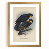 Vintage Animal Art: Bird Illustration Art Print
