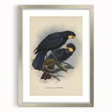 Vintage Animal Art: Bird Illustration Art Print