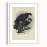 Vintage Animal Art: Bird Illustration Art Print