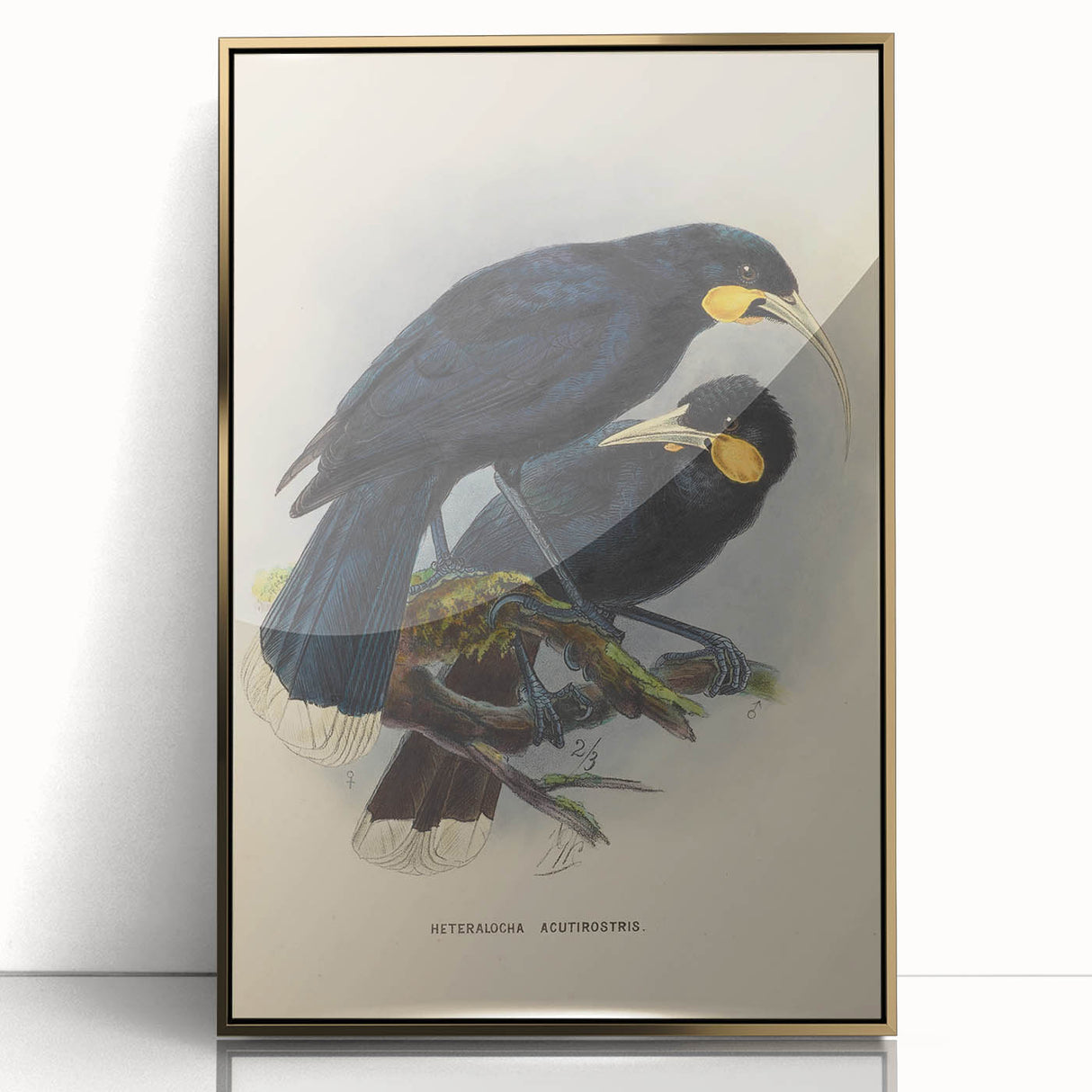 Vintage Animal Art: Bird Illustration Art Print