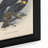 Vintage Animal Art: Bird Illustration Art Print
