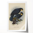 Vintage Animal Art: Bird Illustration Art Print
