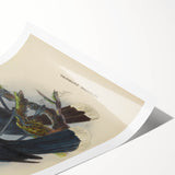 Vintage Animal Art: Bird Illustration Art Print