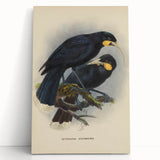 Vintage Animal Art: Bird Illustration Art Print