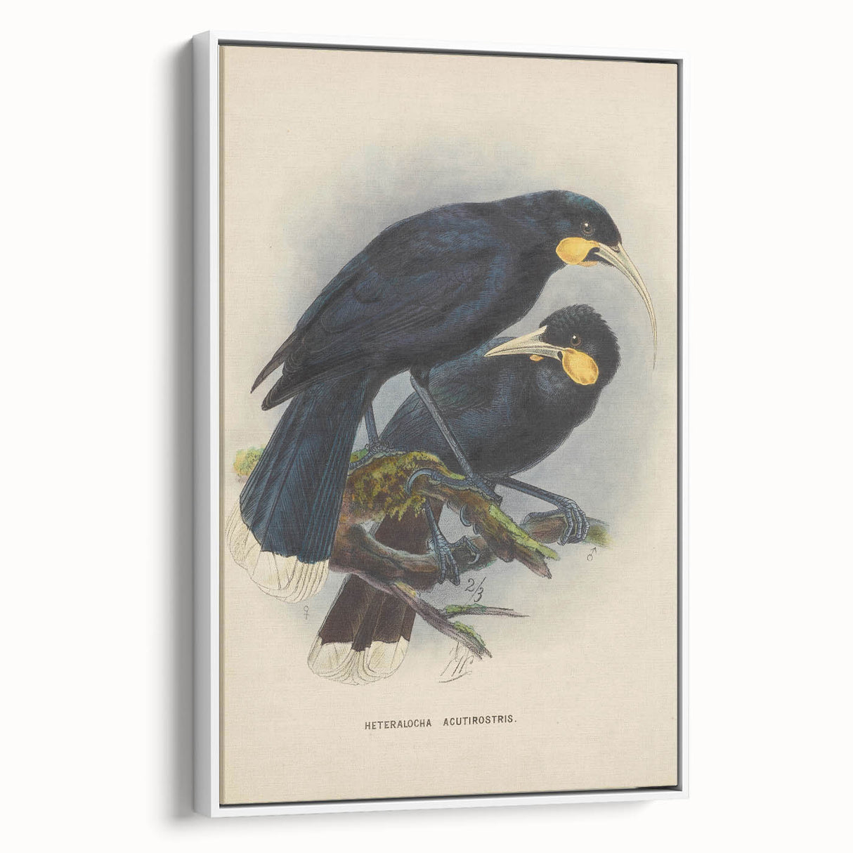 Vintage Animal Art: Bird Illustration Art Print