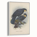 Vintage Animal Art: Bird Illustration Art Print