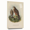 Vintage Animal Art: Hawk Illustration Art Print