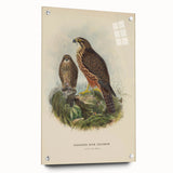 Vintage Animal Art: Hawk Illustration Art Print