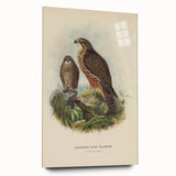 Vintage Animal Art: Hawk Illustration Art Print