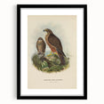 Vintage Animal Art: Hawk Illustration Art Print