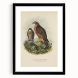 Vintage Animal Art: Hawk Illustration Art Print