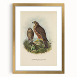 Vintage Animal Art: Hawk Illustration Art Print