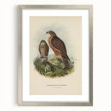 Vintage Animal Art: Hawk Illustration Art Print