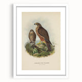 Vintage Animal Art: Hawk Illustration Art Print
