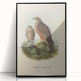 Vintage Animal Art: Hawk Illustration Art Print